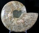 Cut Ammonite Fossil (Half) - Beautifully Agatized #58285-1